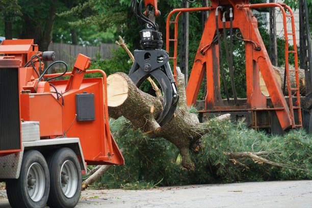 Best Commercial Tree Services  in Windsor, NC